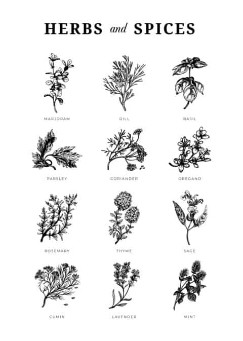 Herbs & Spices Illustration Poster