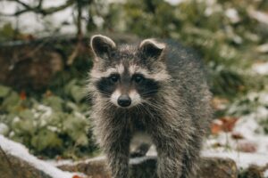 Keeping Wildlife Away From Your Home